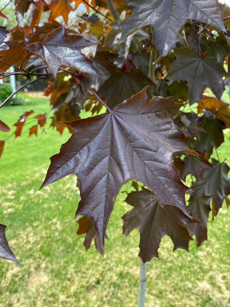Deep purple leaves of the norway maple